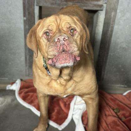 Enlarge Bella, a Adoptable Mastiff in Spokane, WA image 2/2