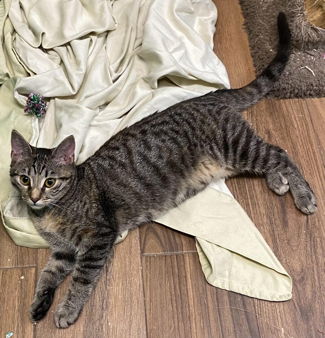 Enlarge Jelly Roll, a Adoptable Domestic Short Hair in Los Angeles, CA image 2/2