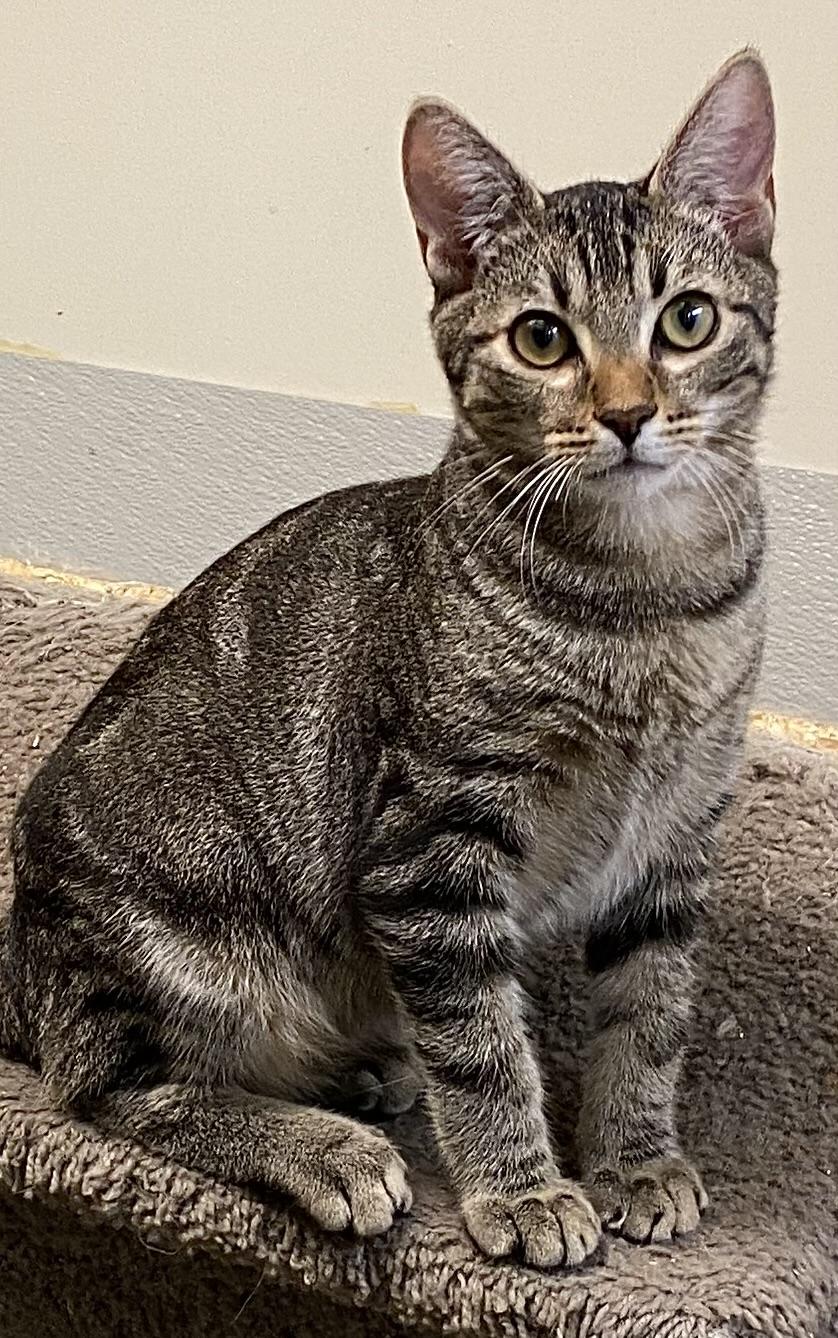 Enlarge Jelly Roll, a Adoptable Domestic Short Hair in Los Angeles, CA image 1/2