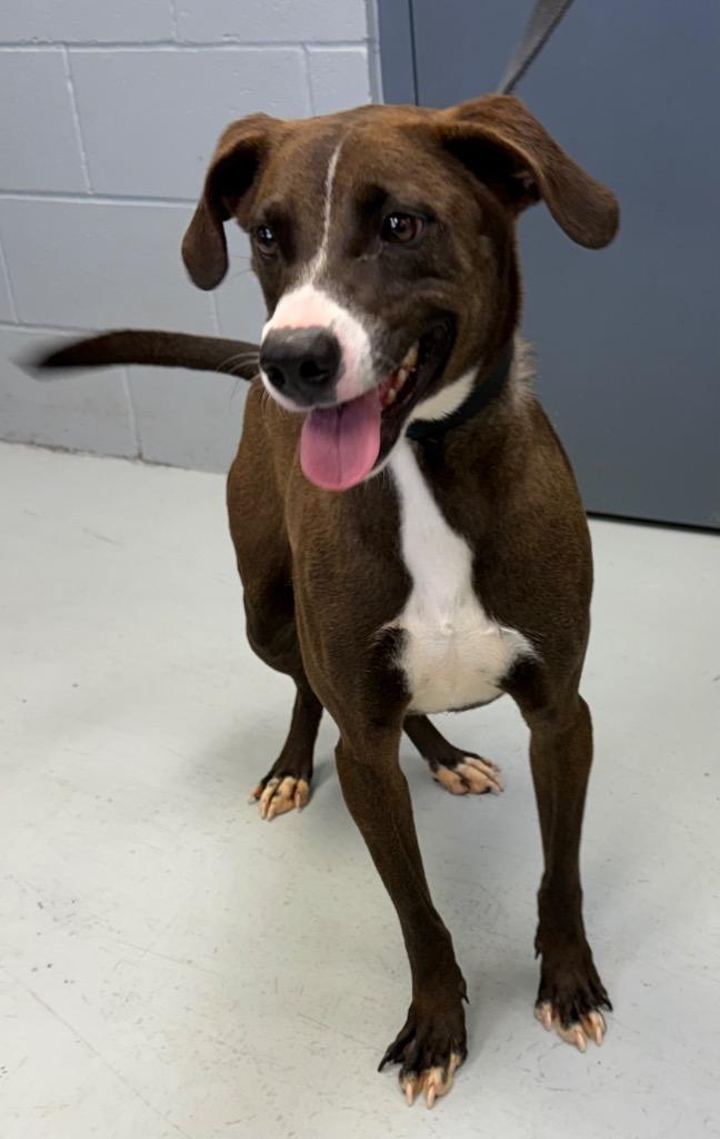 Enlarge Grayson, a Adoptable Hound in Greenwood, MS image 2/4