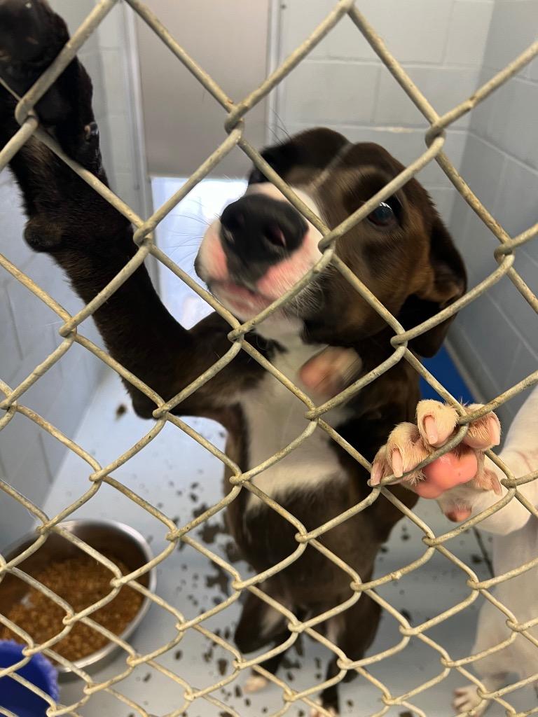 Enlarge Grayson, a Adoptable Hound in Greenwood, MS image 2/3