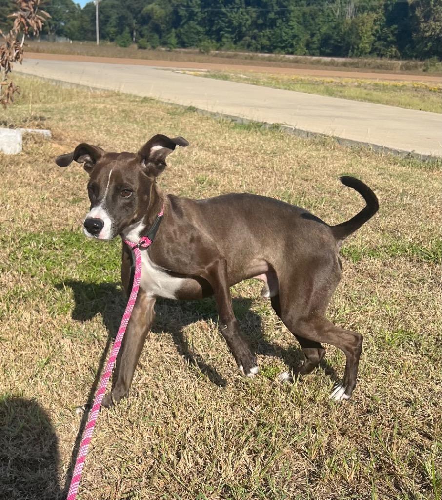 Grayson, a Adoptable Hound in Greenwood, MS image 3/3