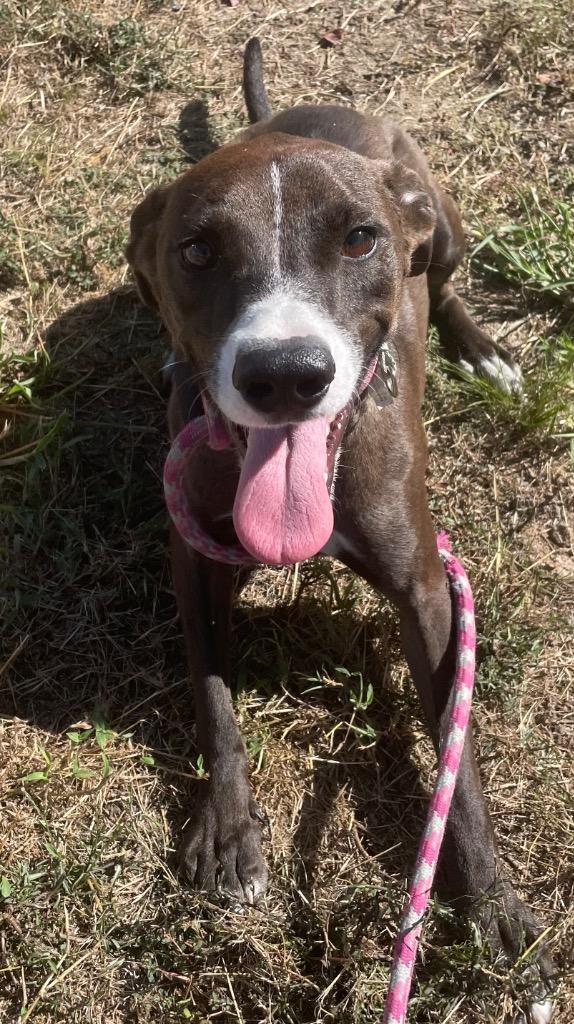 Enlarge Grayson, a Adoptable Hound in Greenwood, MS image 3/3