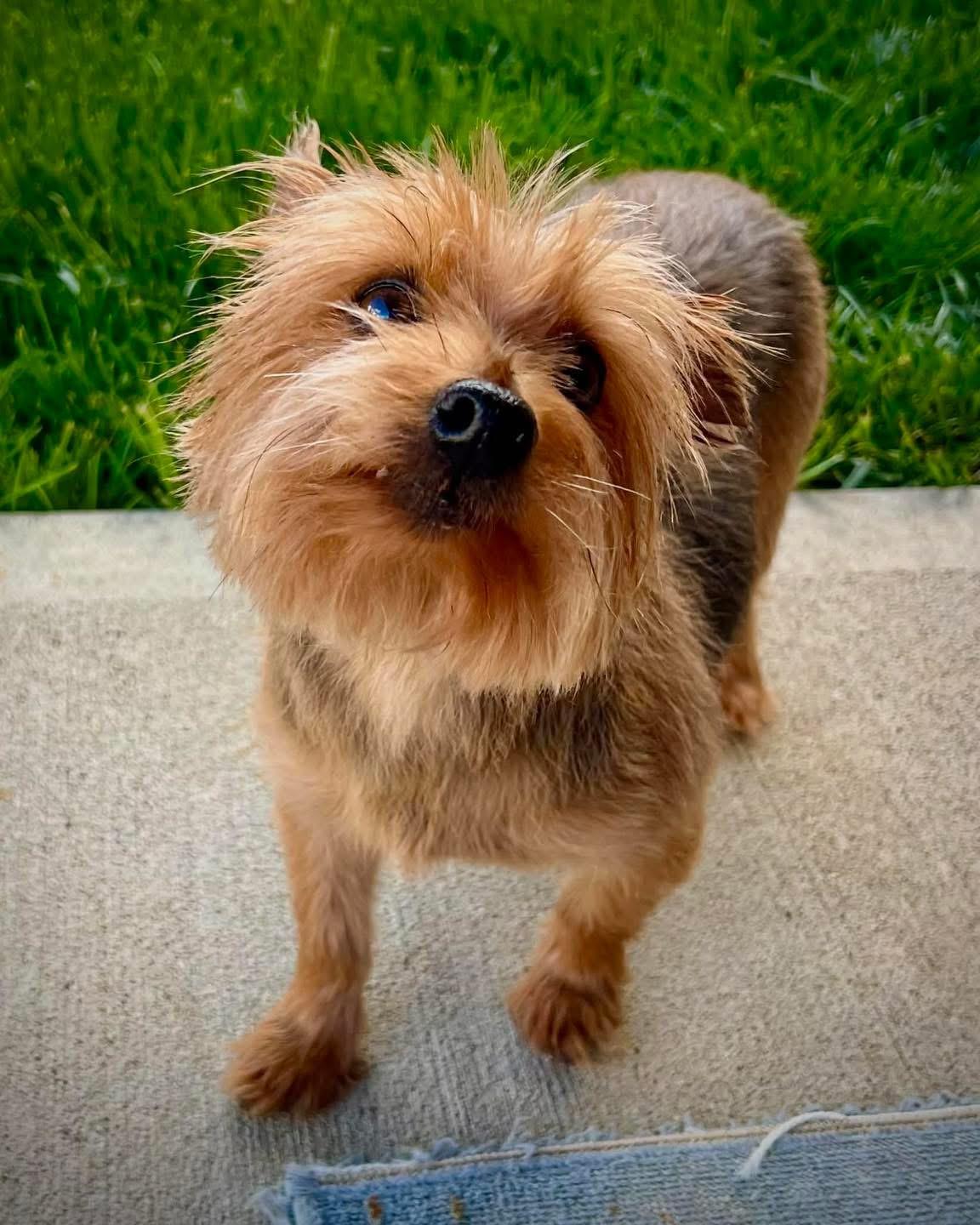 Enlarge Trixie, a Adoptable Australian Terrier in Richmond, KY image 2/5