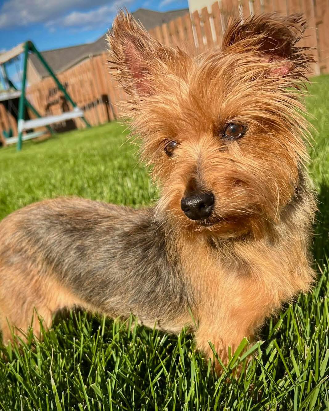 Enlarge Trixie, a Adoptable Australian Terrier in Richmond, KY image 3/5