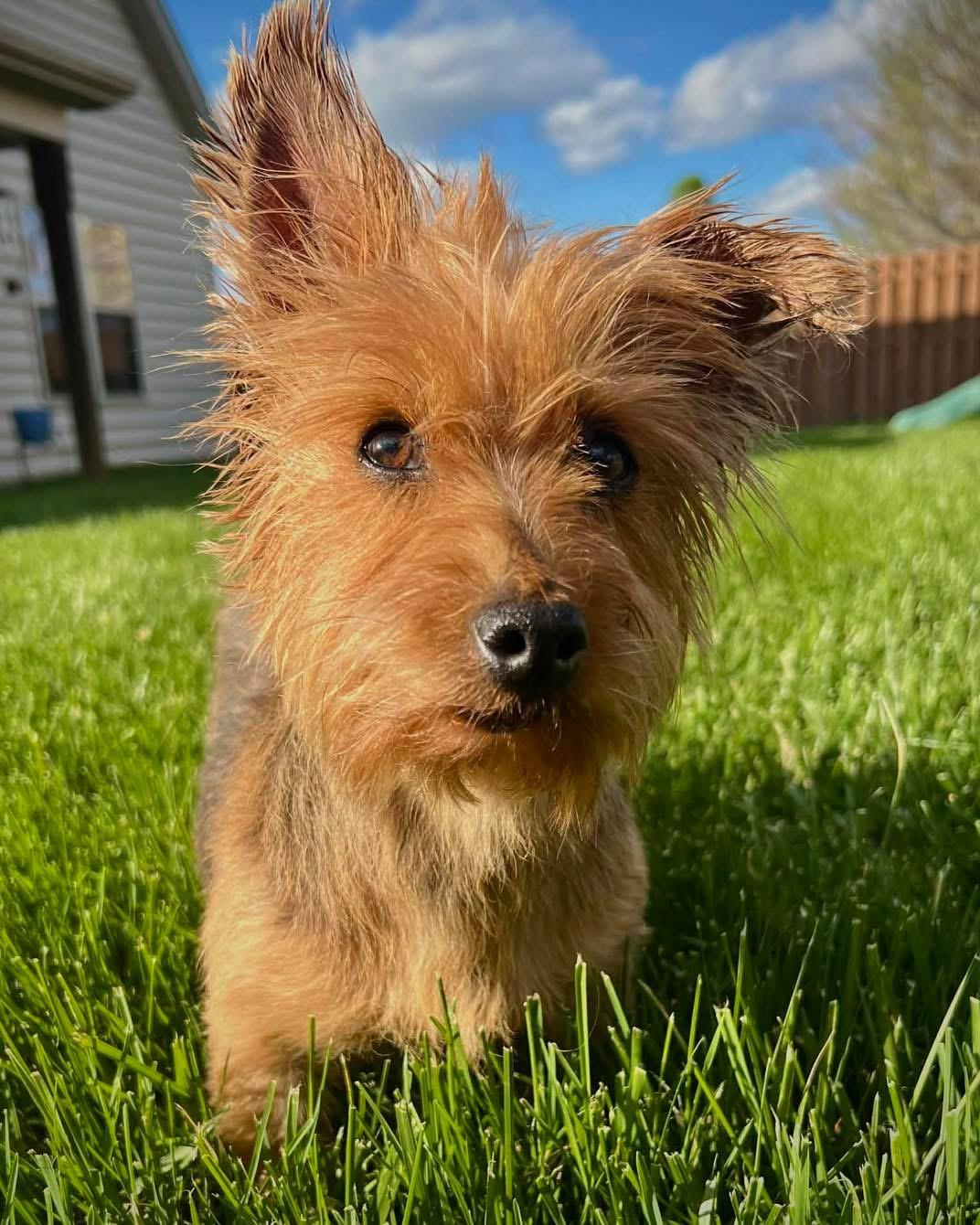 Enlarge Trixie, a Adoptable Australian Terrier in Richmond, KY image 4/5