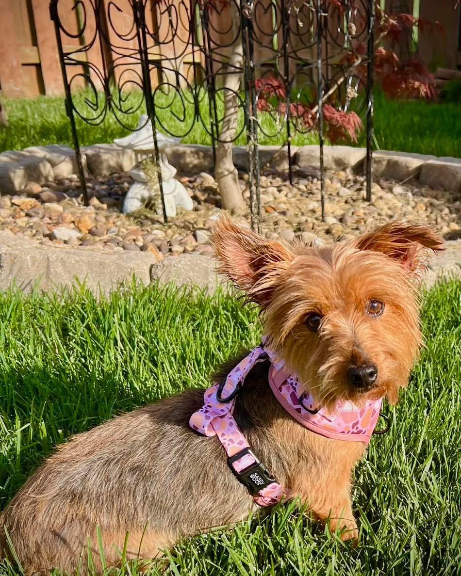 Enlarge Trixie, a Adoptable Australian Terrier in Richmond, KY image 5/5