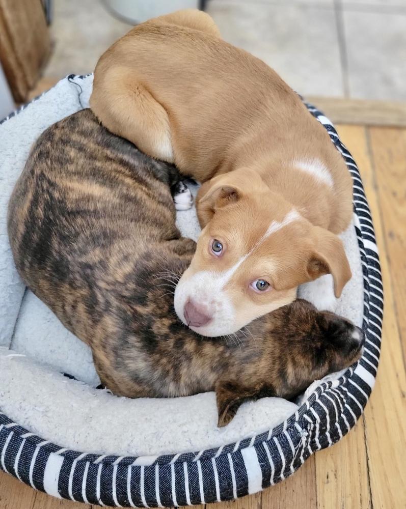 Enlarge Tatum, a Adoptable mixed breed in Greenlawn, NY image 1/6