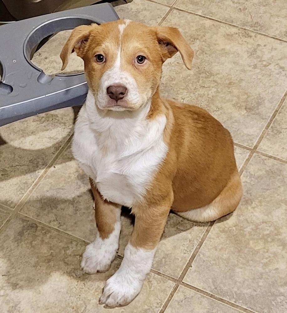 Enlarge Tatum, a Adoptable mixed breed in Greenlawn, NY image 2/6