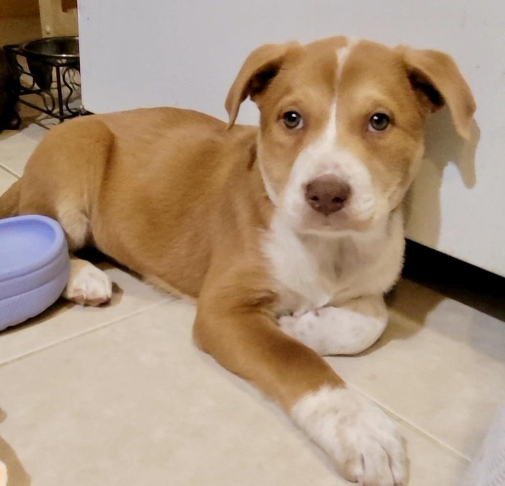 Enlarge Tatum, a Adoptable mixed breed in Greenlawn, NY image 3/6