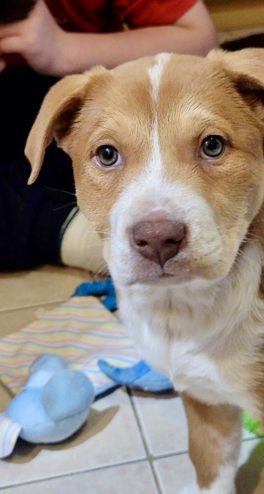 Enlarge Tatum, a Adoptable mixed breed in Greenlawn, NY image 4/6