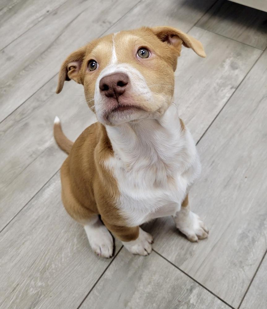 Enlarge Tatum, a Adoptable mixed breed in Greenlawn, NY image 5/6