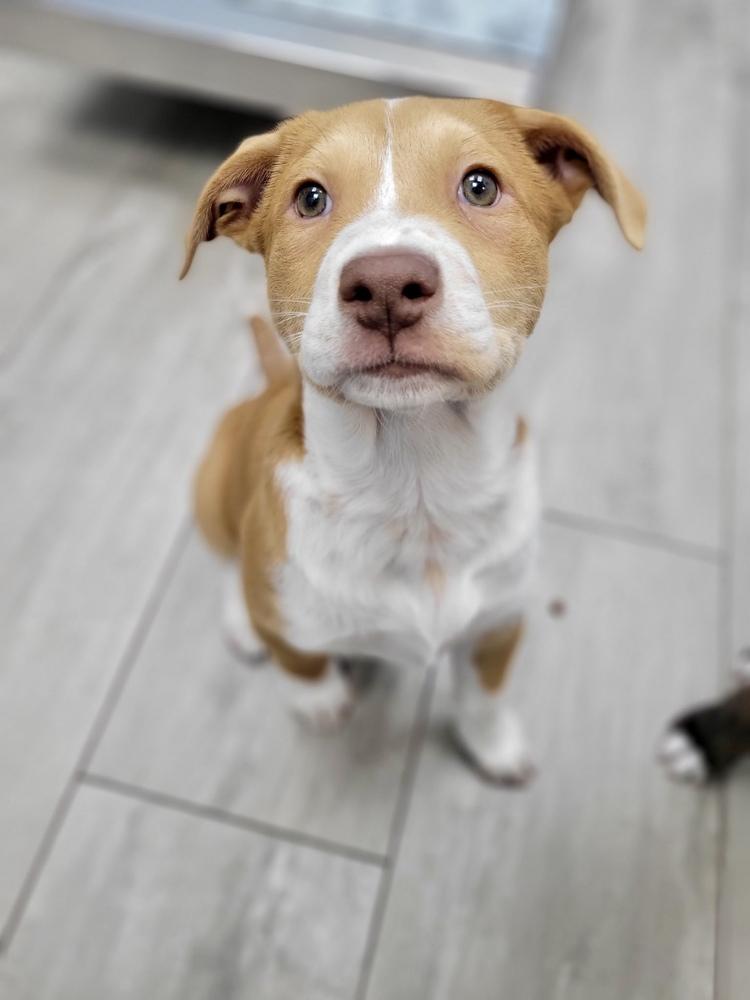 Enlarge Tatum, a Adoptable mixed breed in Greenlawn, NY image 6/6