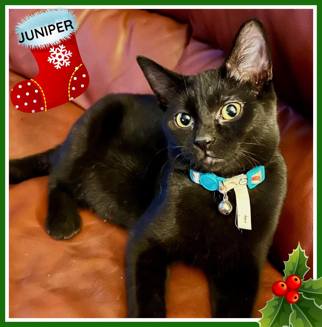 Juniper, a Adoptable Domestic Short Hair in Valley City, ND image 1/5