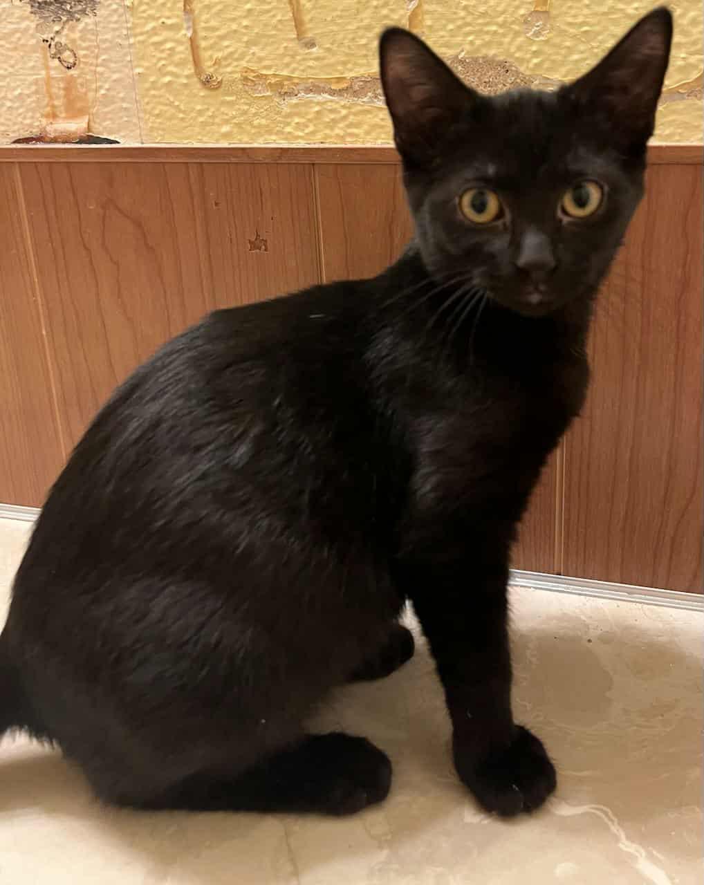 Juniper, a Adoptable Domestic Short Hair in Valley City, ND image 3/5