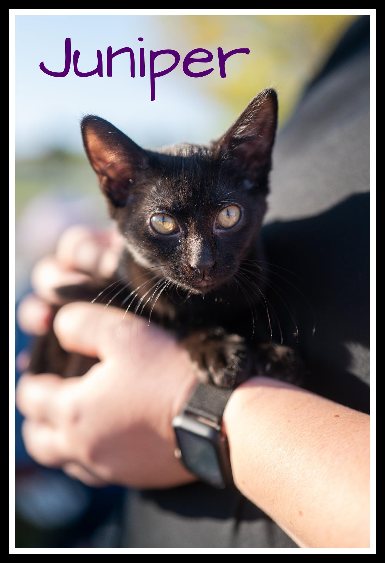 Juniper, a Adoptable Domestic Short Hair in Valley City, ND image 2/5