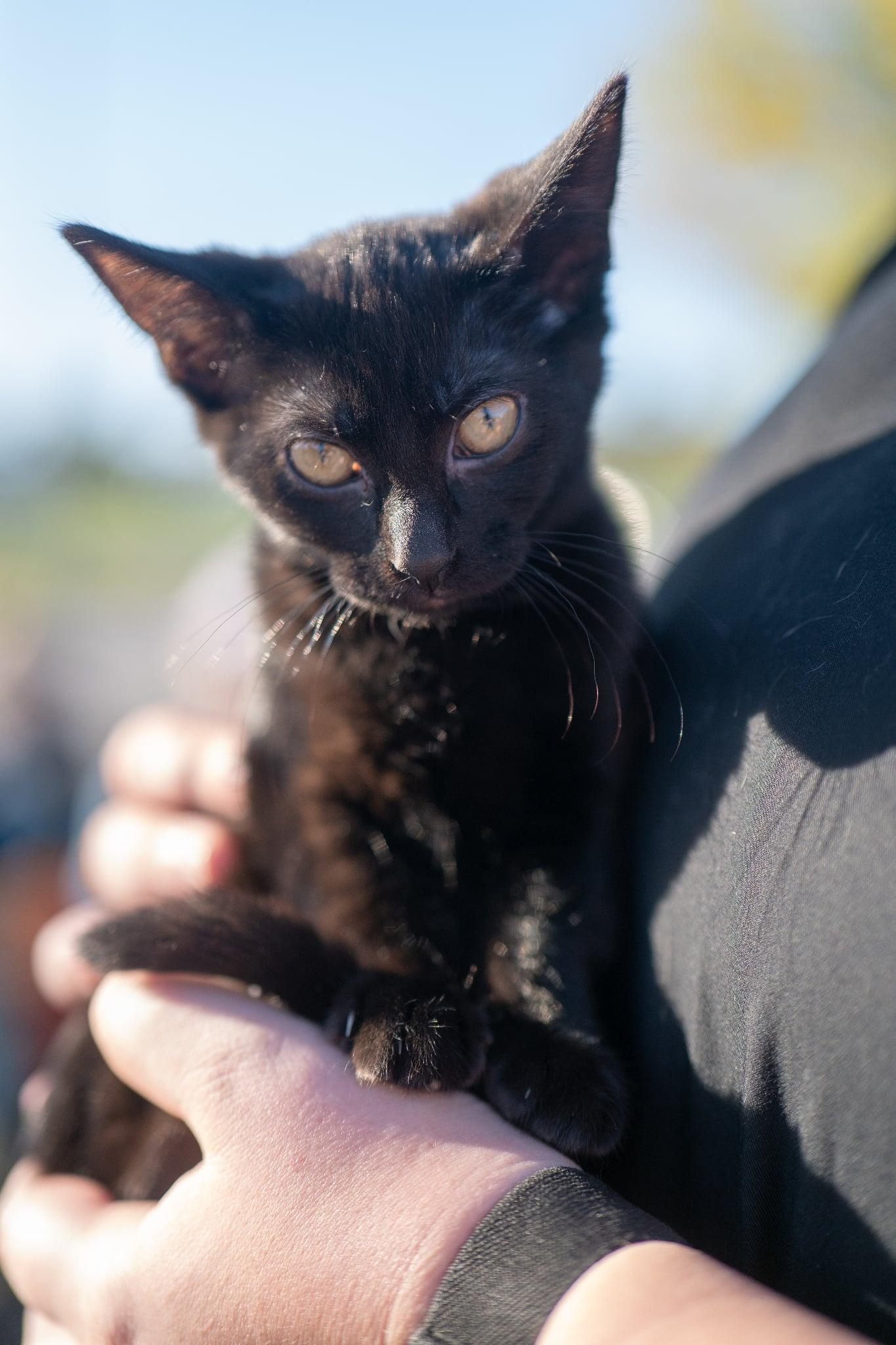 Juniper, a Adoptable Domestic Short Hair in Valley City, ND image 5/5