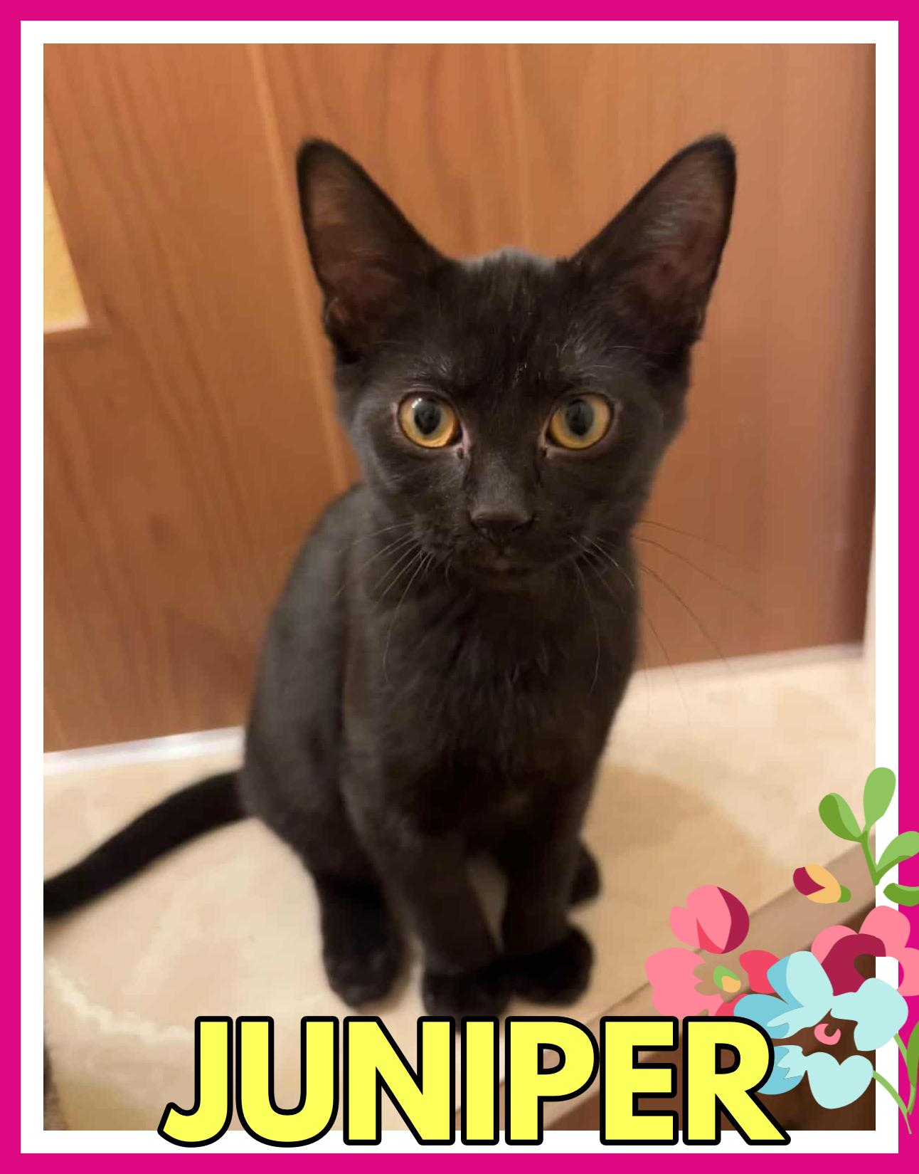 Juniper, a Adoptable Domestic Short Hair in Valley City, ND image 4/5