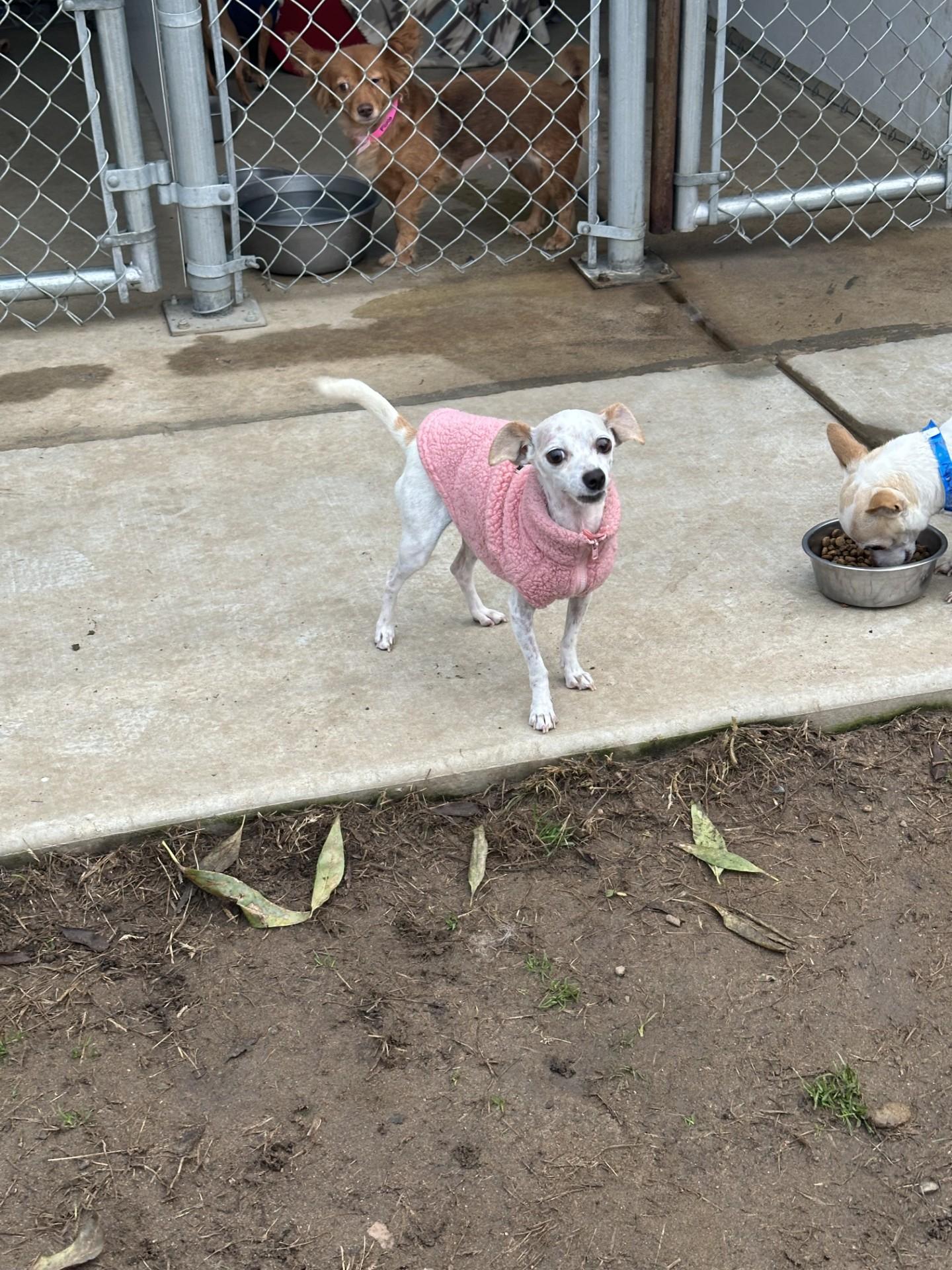 Enlarge XENA, a Adoptable mixed breed in Fresno, CA image 4/4