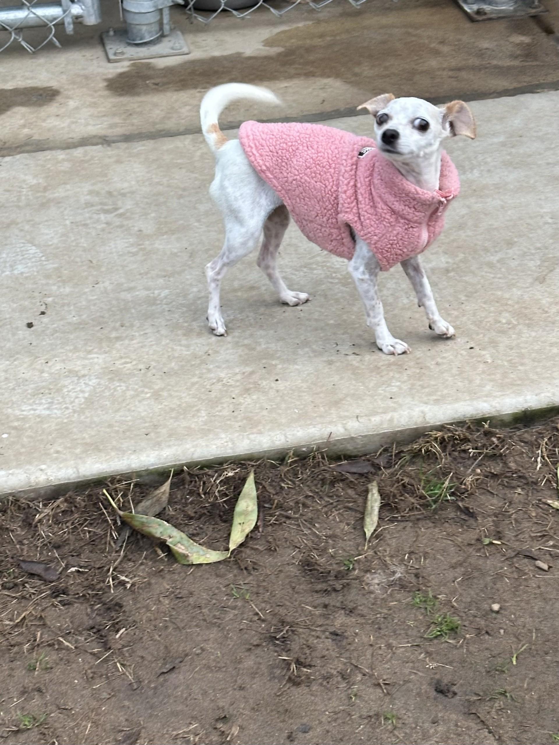 Enlarge XENA, a Adoptable mixed breed in Fresno, CA image 2/4