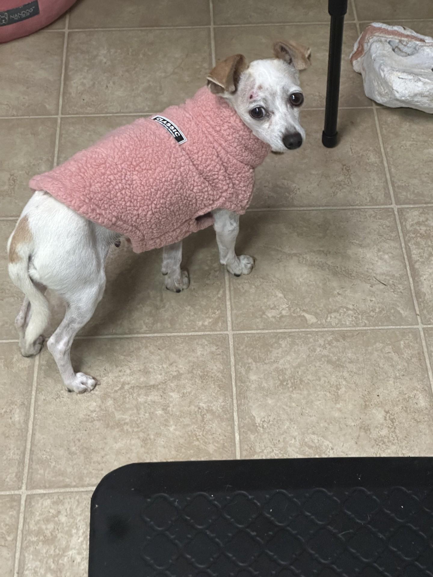 XENA, Adoptable, Adult Female Chihuahua.