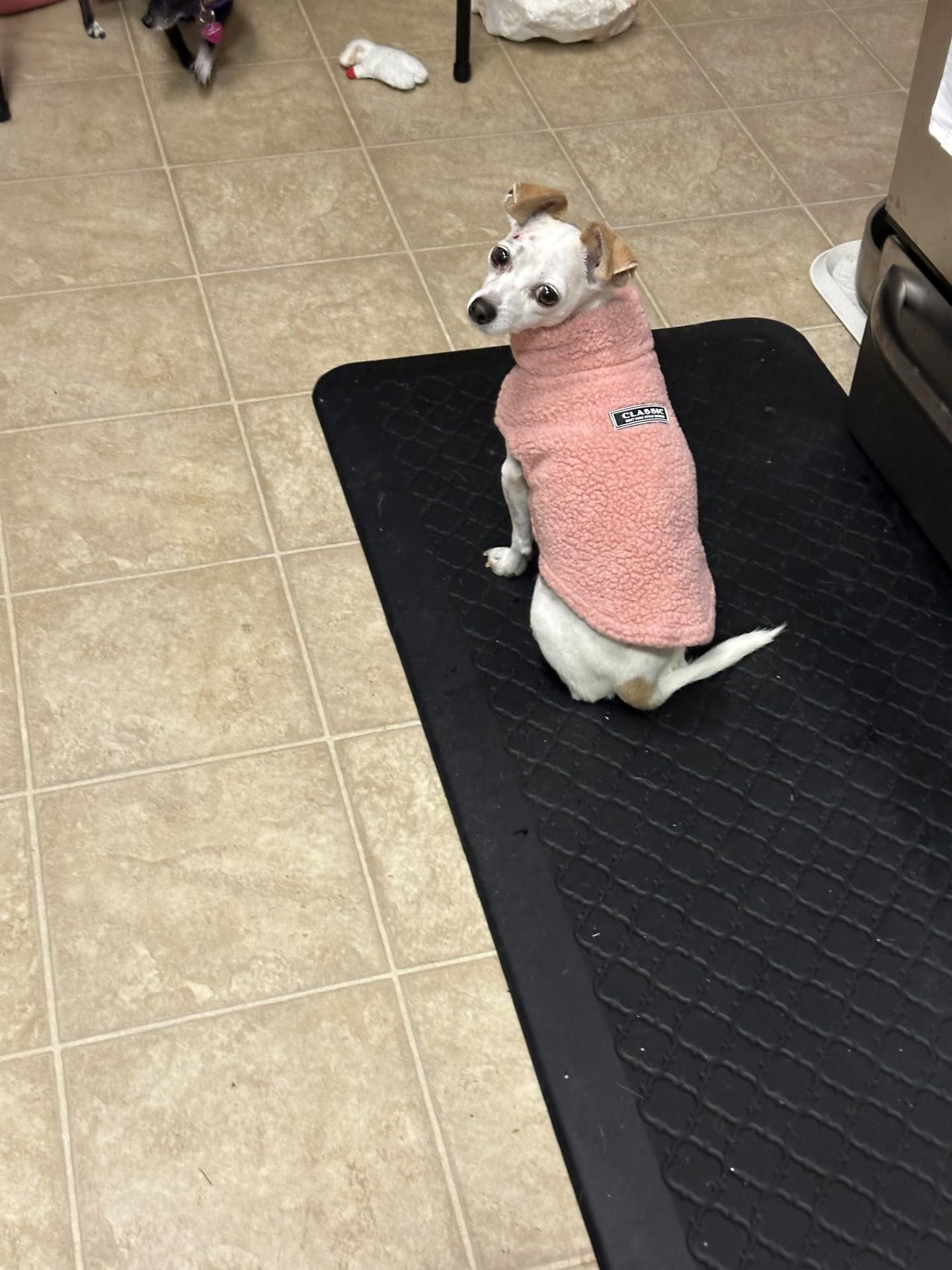 Enlarge XENA, a Adoptable mixed breed in Fresno, CA image 3/4