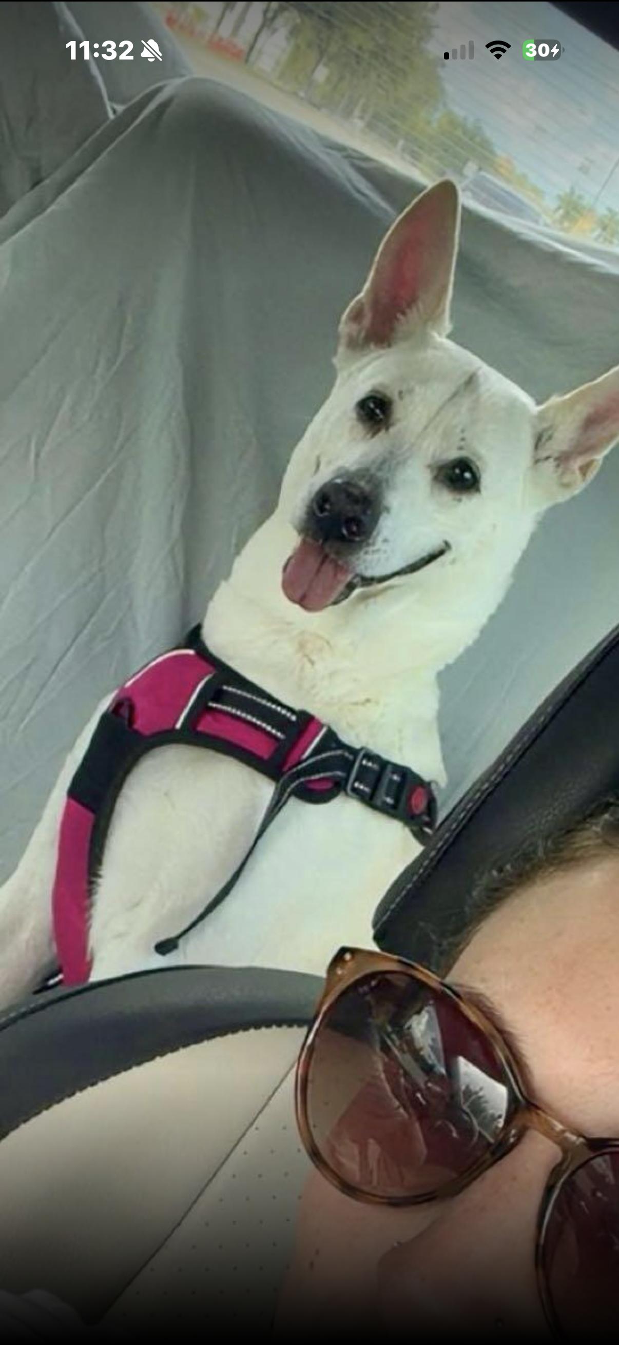 Lucy, Adopted, Adult Female White German Shepherd & Belgian Shepherd / Malinois.