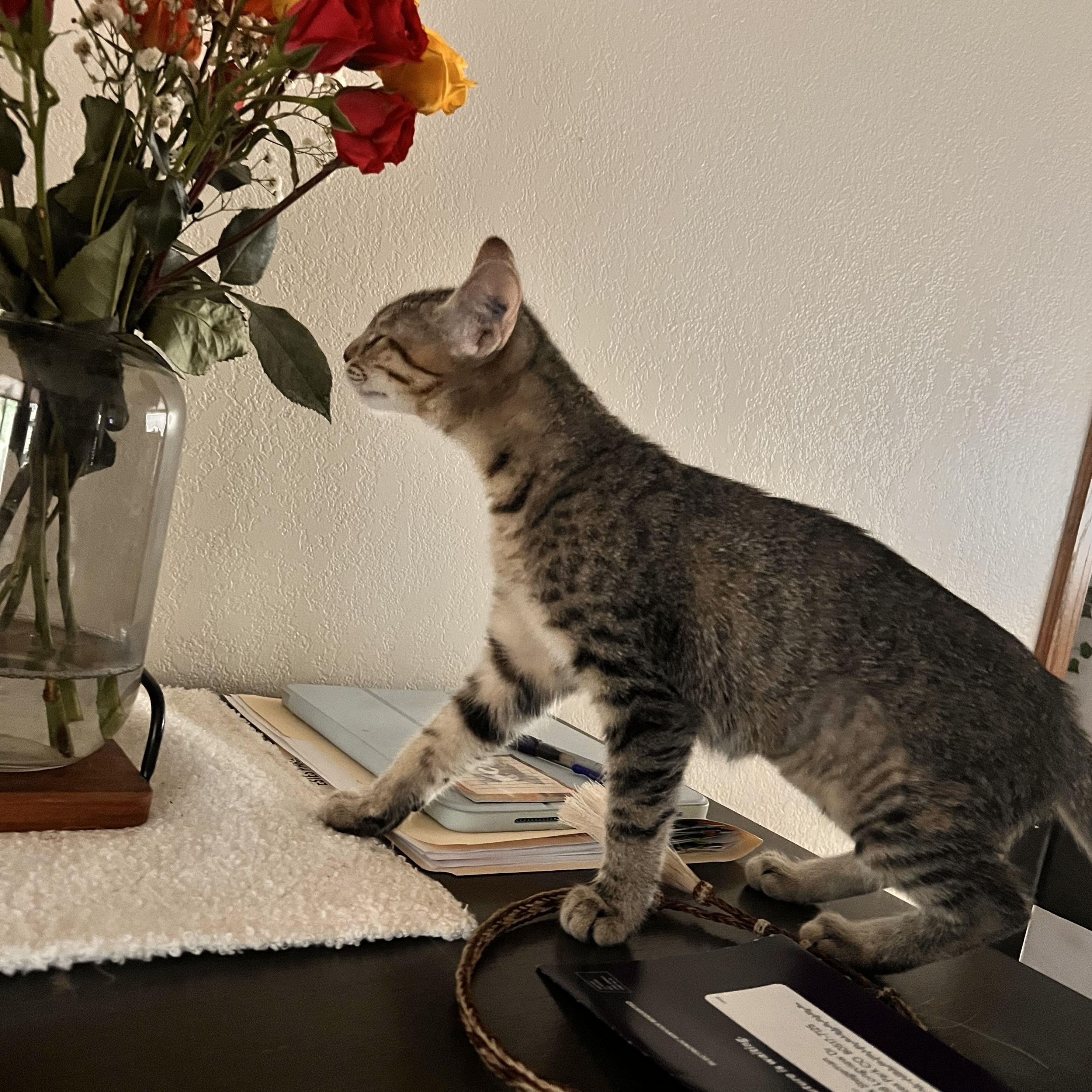 Enlarge Missy, a ADOPTABLE Tabby in Loveland, CO image 6/6