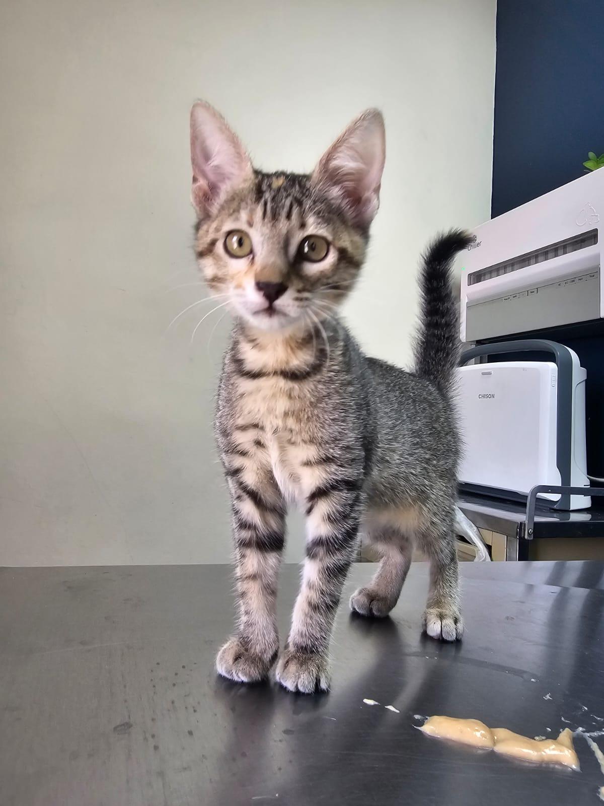 Missy, ADOPTABLE, Kitten Female Tabby.