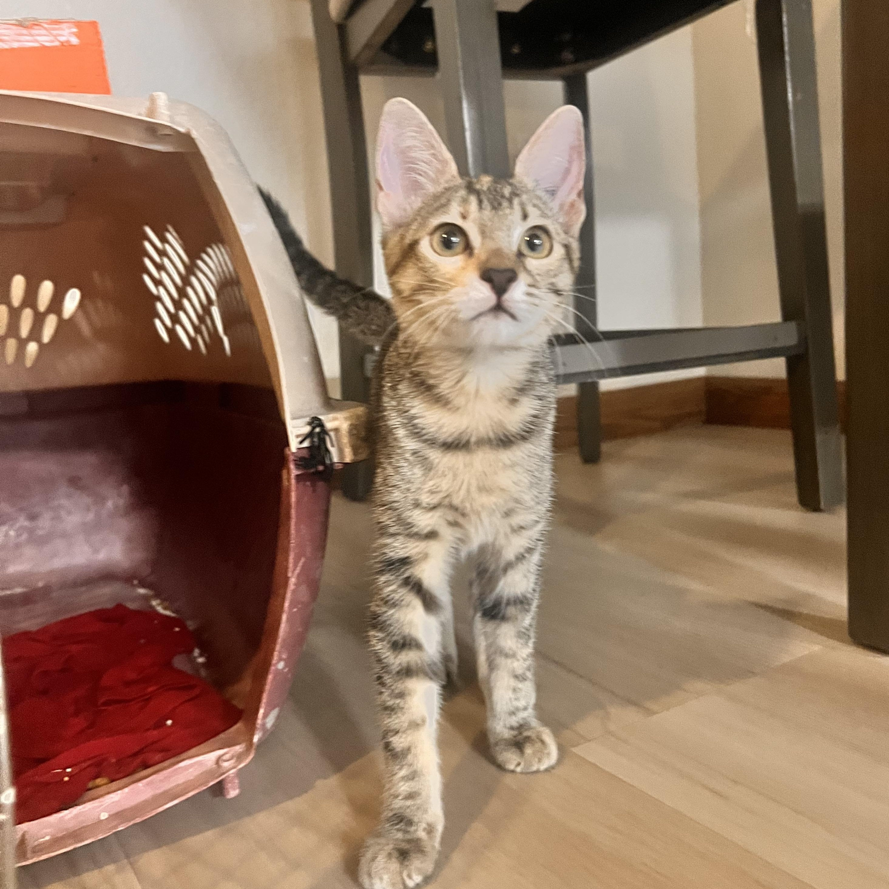 Enlarge Missy, a ADOPTABLE Tabby in Loveland, CO image 5/6