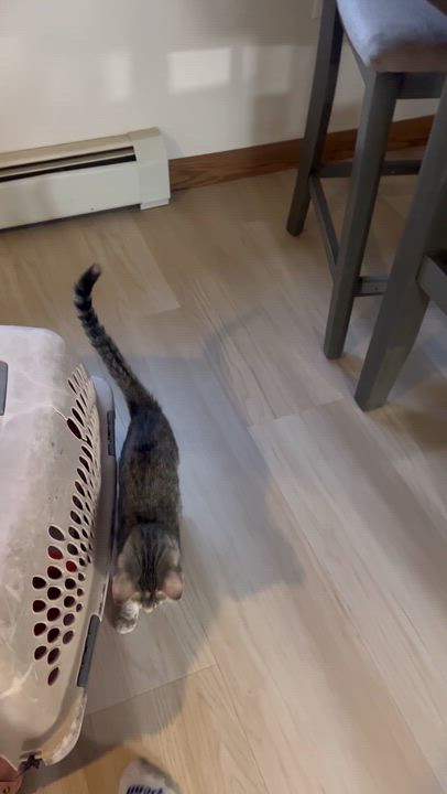 Enlarge Missy, a ADOPTABLE Tabby in Loveland, CO video 3/6