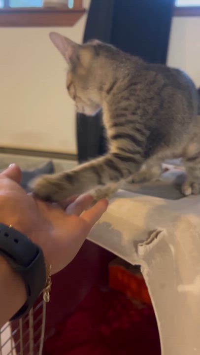 Enlarge Missy, a ADOPTABLE Tabby in Loveland, CO video 2/6
