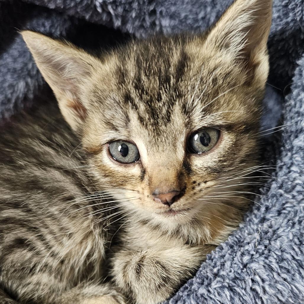 Gardetto, Adoptable, Young Female Domestic Short Hair.