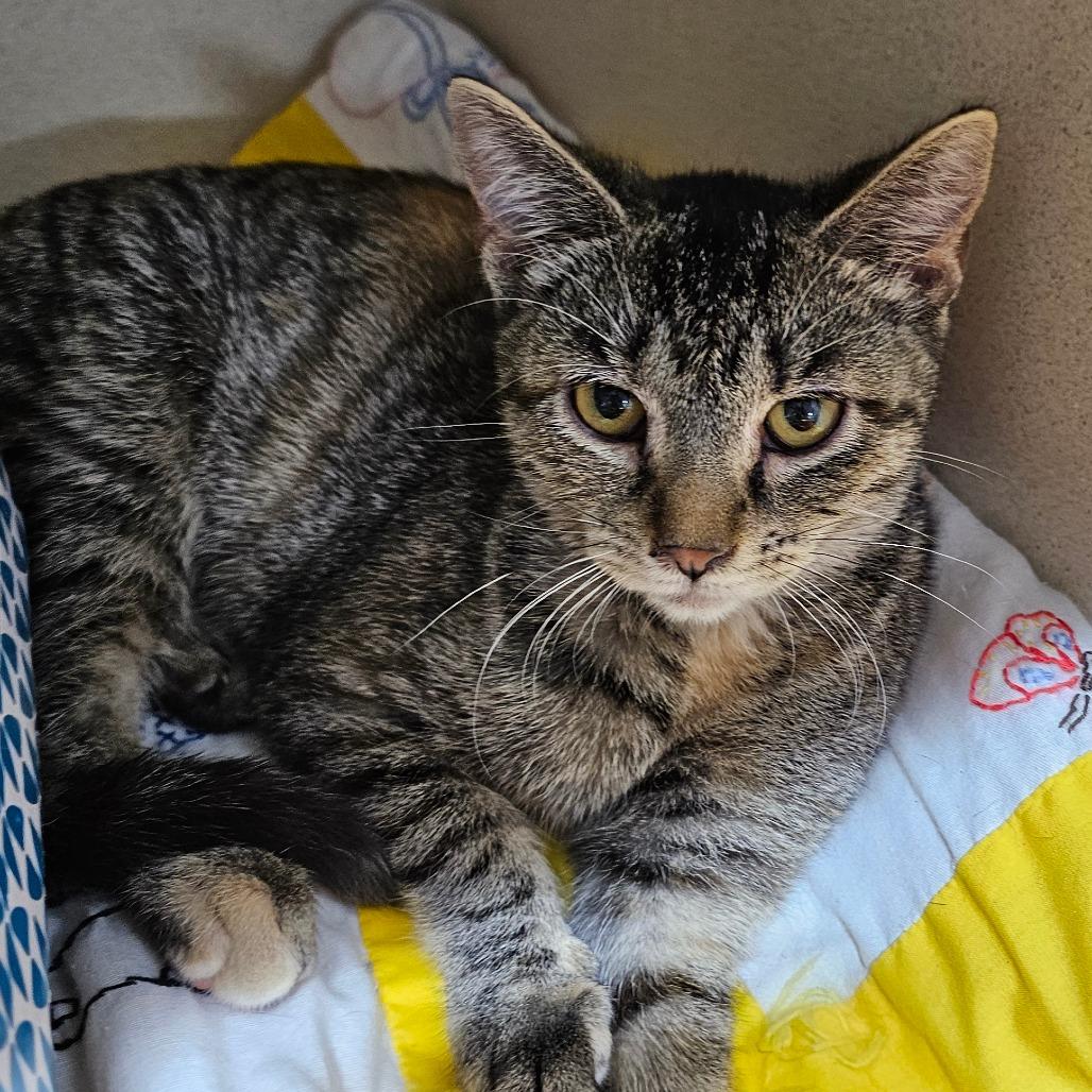 Enlarge Gardetto, a Adoptable Domestic Short Hair in Grinnell, IA image 3/4