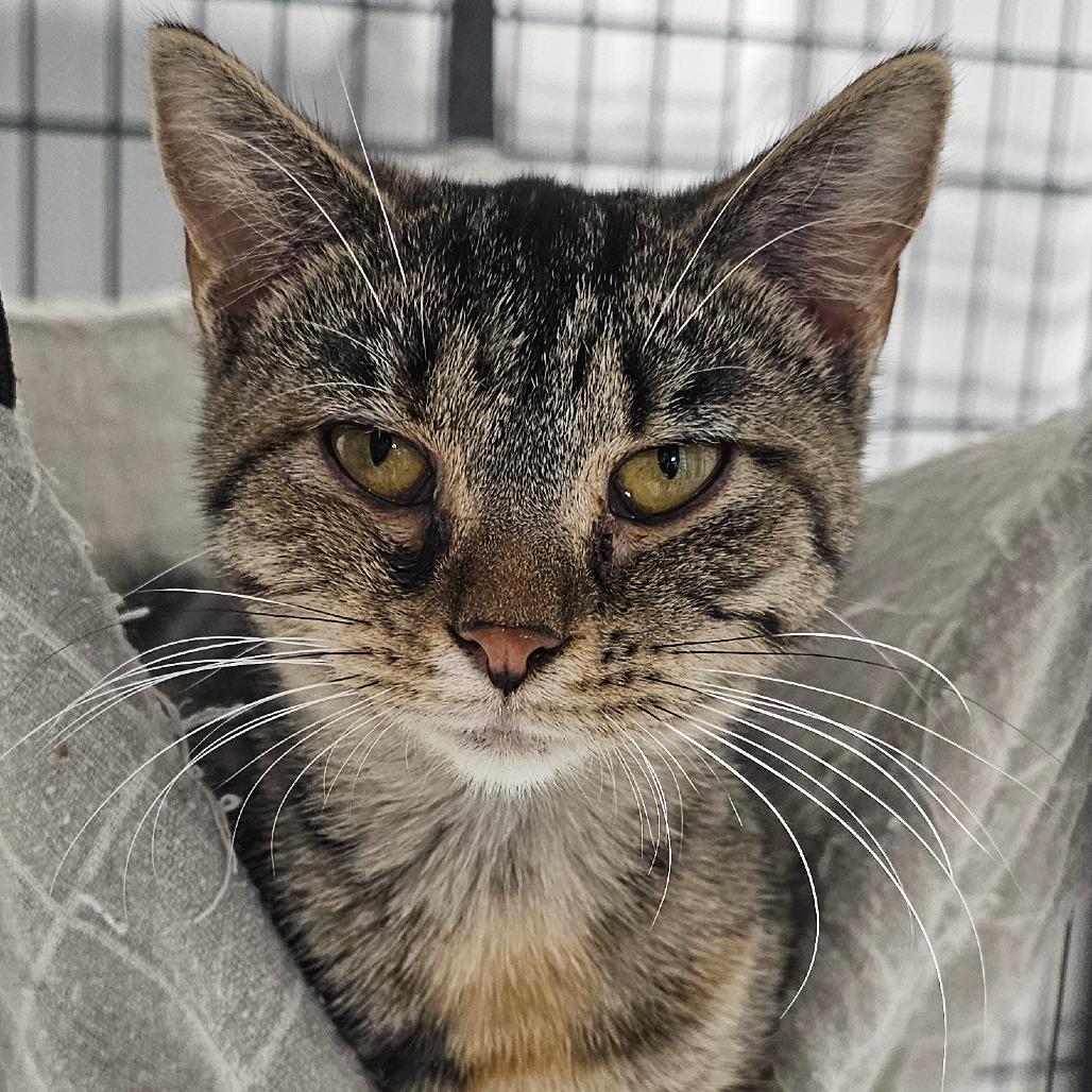 Enlarge Gardetto, a Adoptable Domestic Short Hair in Grinnell, IA image 3/4