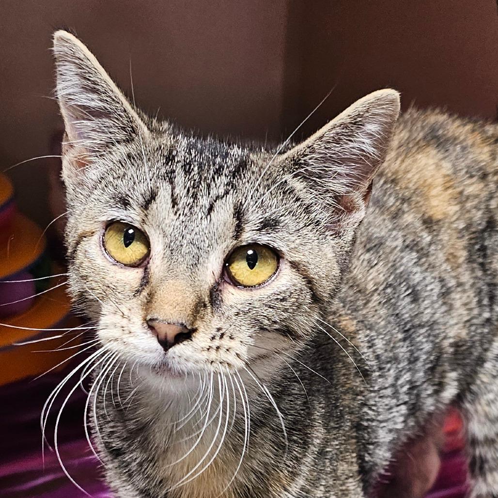 Enlarge Gardetto, a Adoptable Domestic Short Hair in Grinnell, IA image 4/4