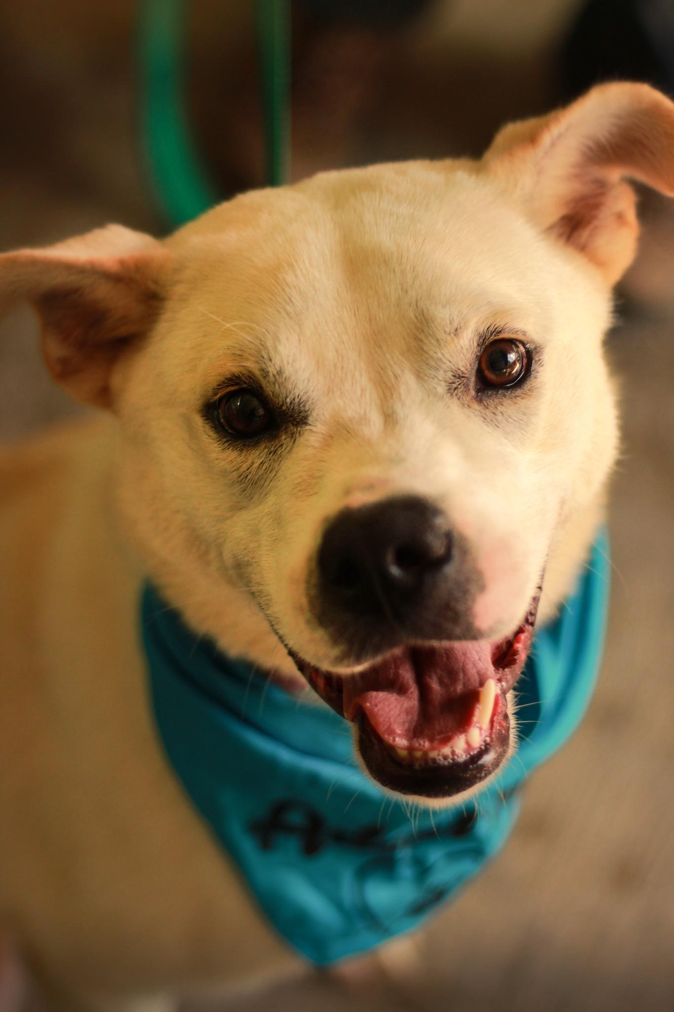 Enlarge Atlas, a Adoptable mixed breed in Spencer, IN image 1/1