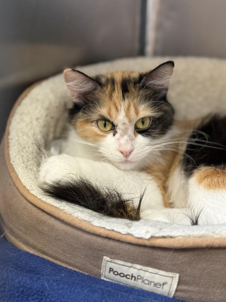AC Diana, a Adoptable Calico in Fremont, NE image 2/4