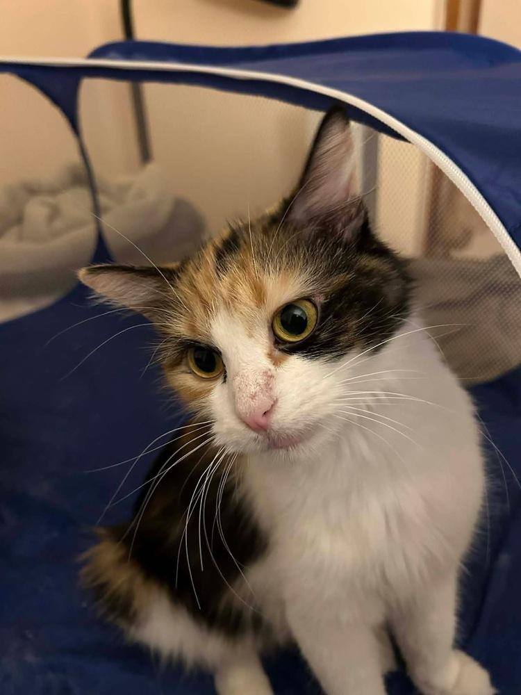 AC Diana, a Adoptable Calico in Fremont, NE image 3/4