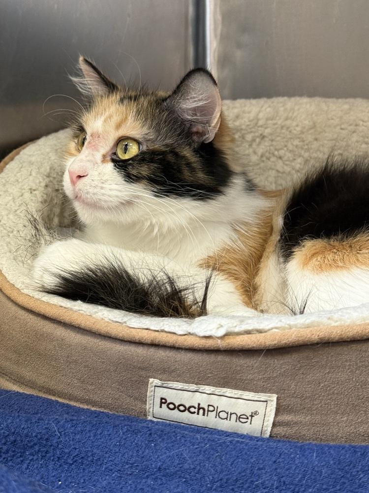 AC Diana, a Adoptable Calico in Fremont, NE image 4/4