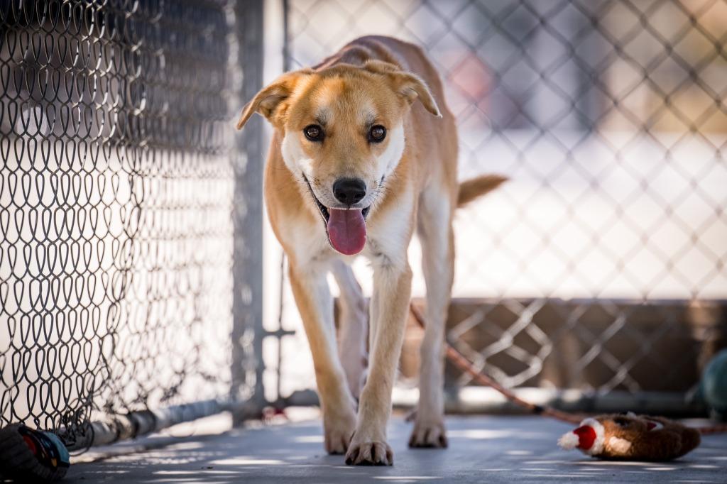 Brownie, a Adoptable mixed breed in Twentynine Palms, CA image 1/6