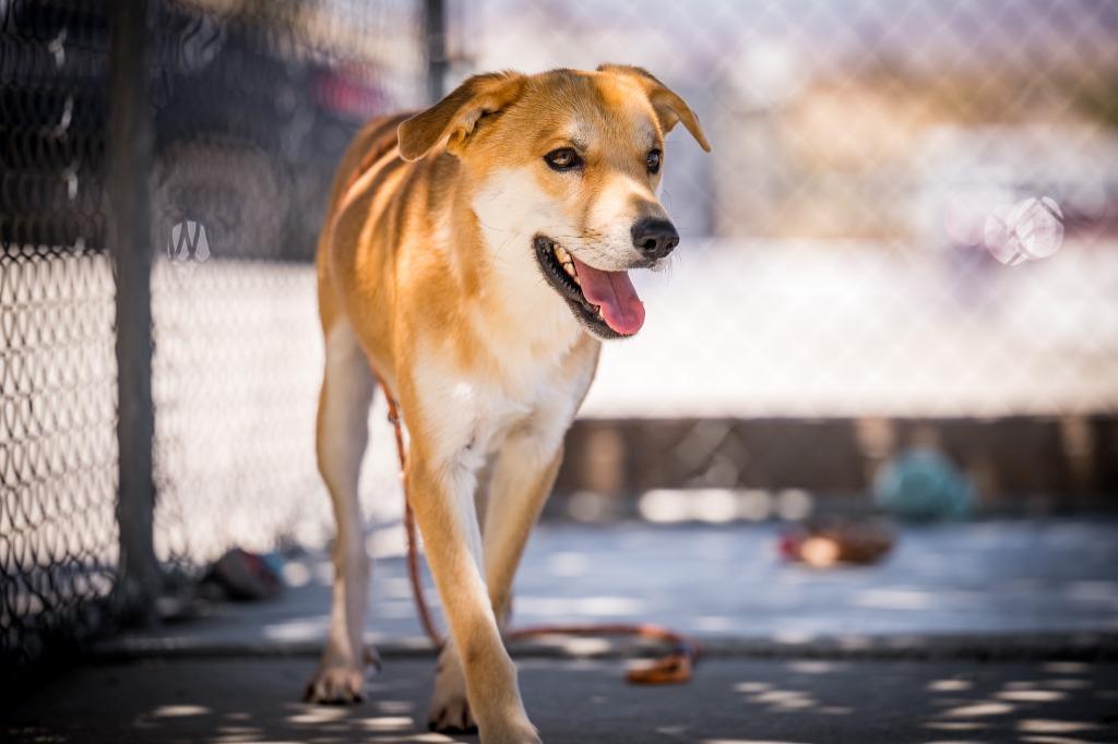 Brownie, a Adoptable mixed breed in Twentynine Palms, CA image 2/6