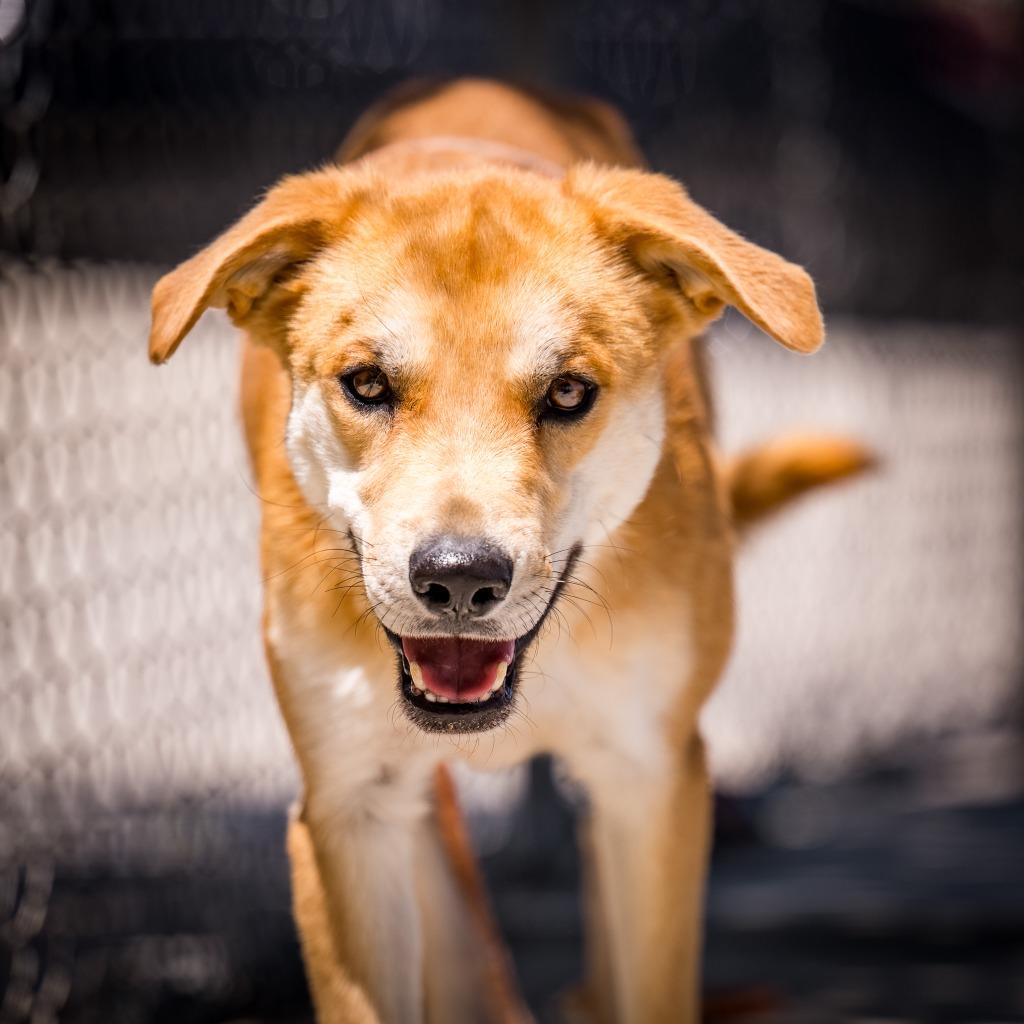 Brownie, a Adoptable mixed breed in Twentynine Palms, CA image 3/6