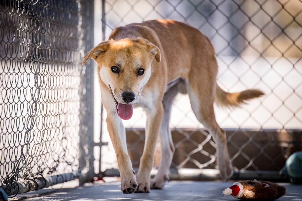 Brownie, a Adoptable mixed breed in Twentynine Palms, CA image 4/6