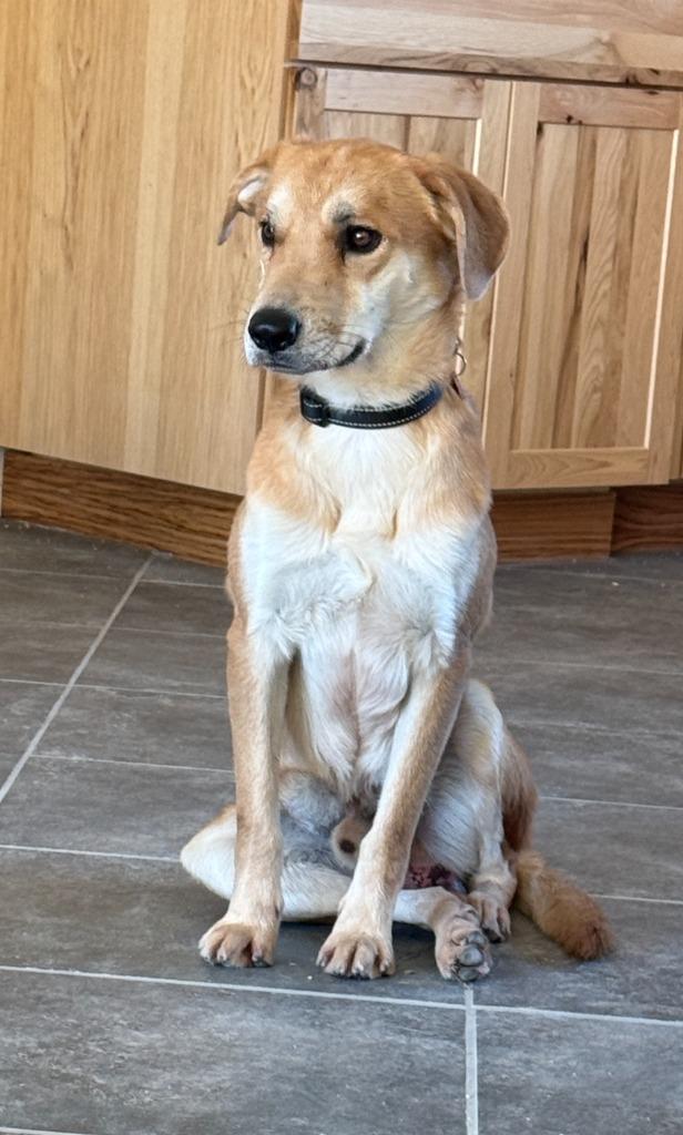 Brownie, a Adoptable mixed breed in Twentynine Palms, CA image 5/6