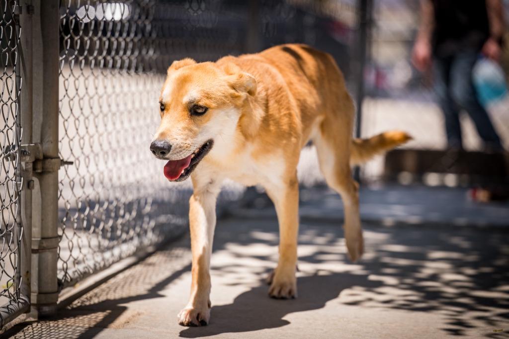 Brownie, a Adoptable mixed breed in Twentynine Palms, CA image 6/6