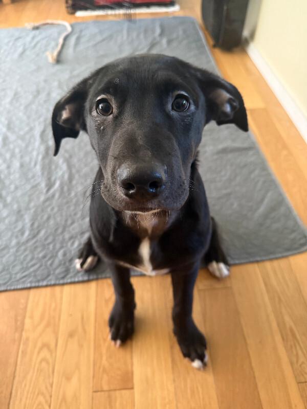 Falcon, Adoptable, Young Male Labrador Retriever & Mixed Breed.