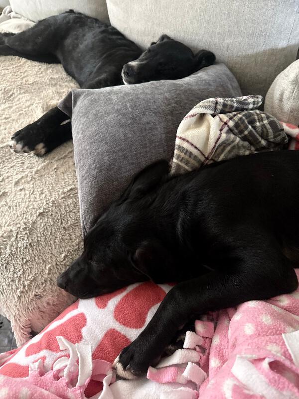 Enlarge Falcon, a Adoptable mixed breed in renton, WA image 2/6