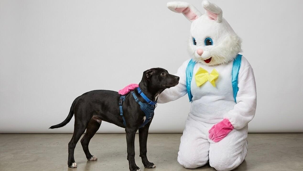 Enlarge Falcon, a Adoptable mixed breed in renton, WA image 3/6