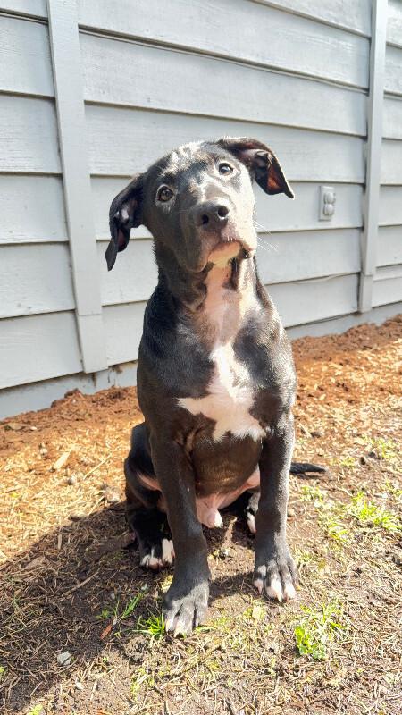 Enlarge Falcon, a Adoptable mixed breed in renton, WA image 4/6